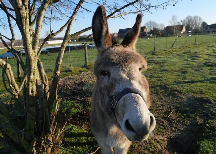 Dans Ecurie Renovee Avec Jardin Prive, Clim, Parking Et Wifi - Fr-1-510-150